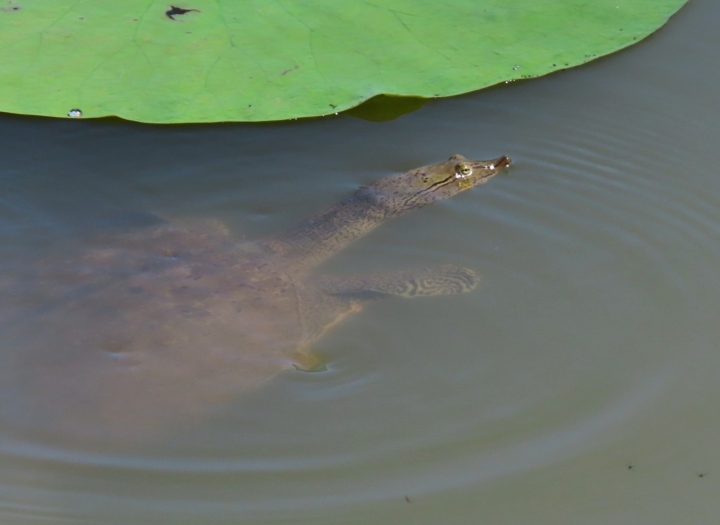 Softshell Turtle